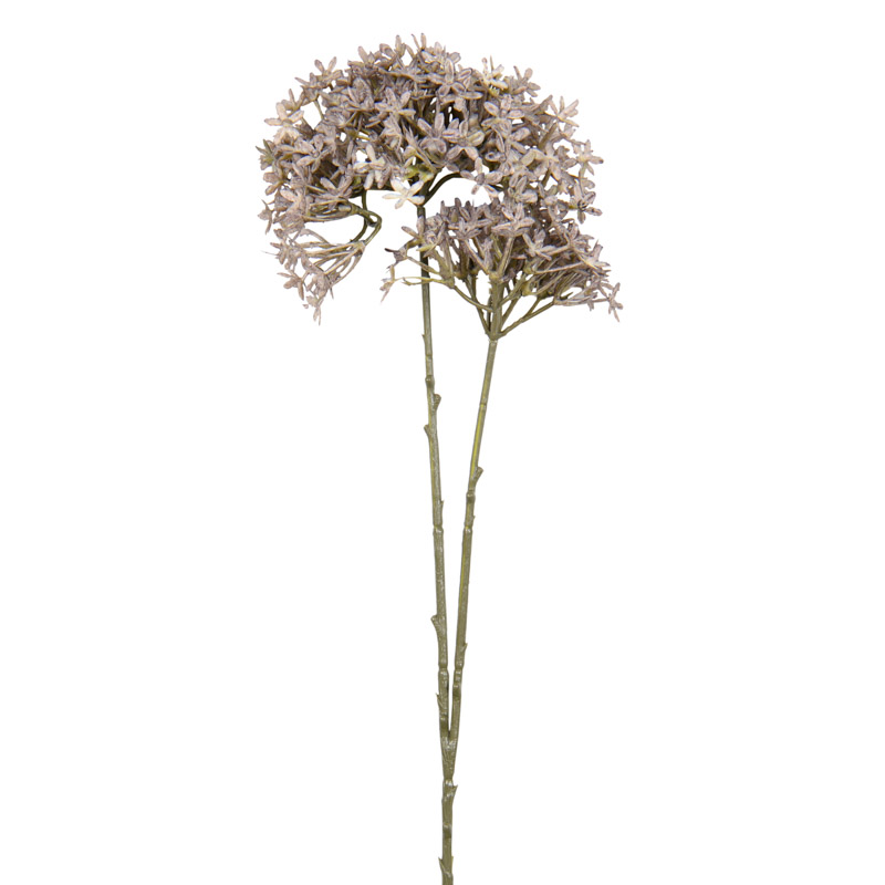 Branche Sureau du canada 'Harvest Moon' gris