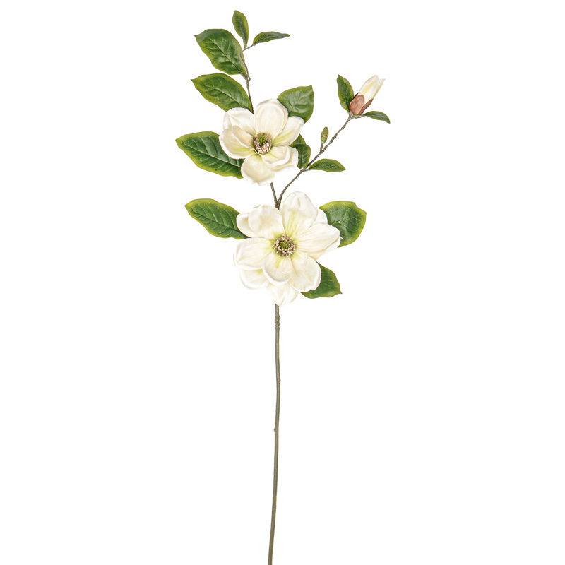 Branche de magnolia 'Harvest Moon' crème