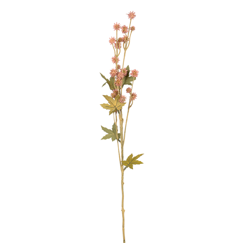 Branche sanicle des acores 'Harvest Moon'