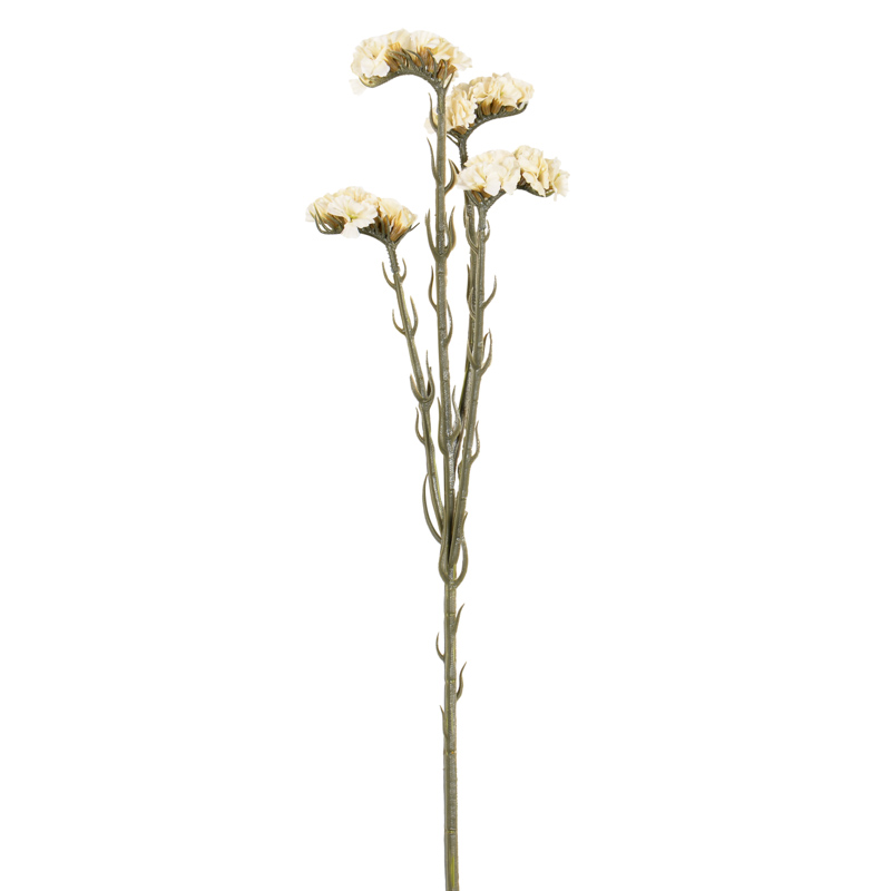 Branche Limonium 'Harvest Moon' crème