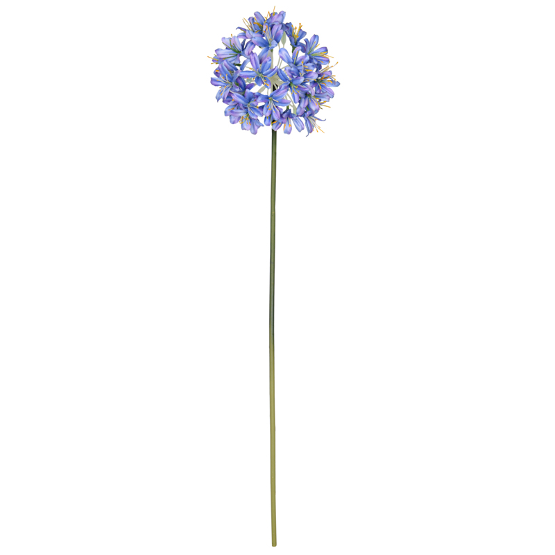 Agapanthe 'Deep blue' 76cm