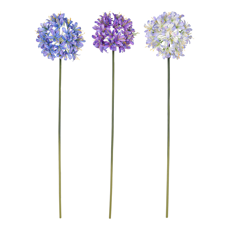 Agapanthe 'Deep blue' 76cm