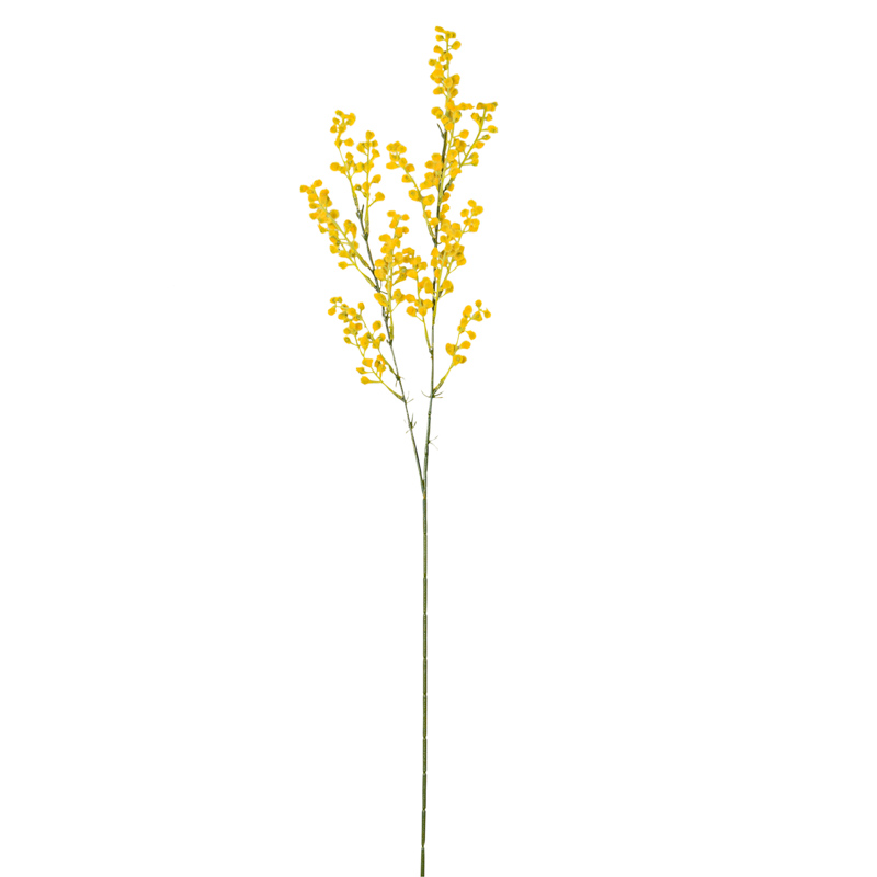 Branche de mimosa jaune