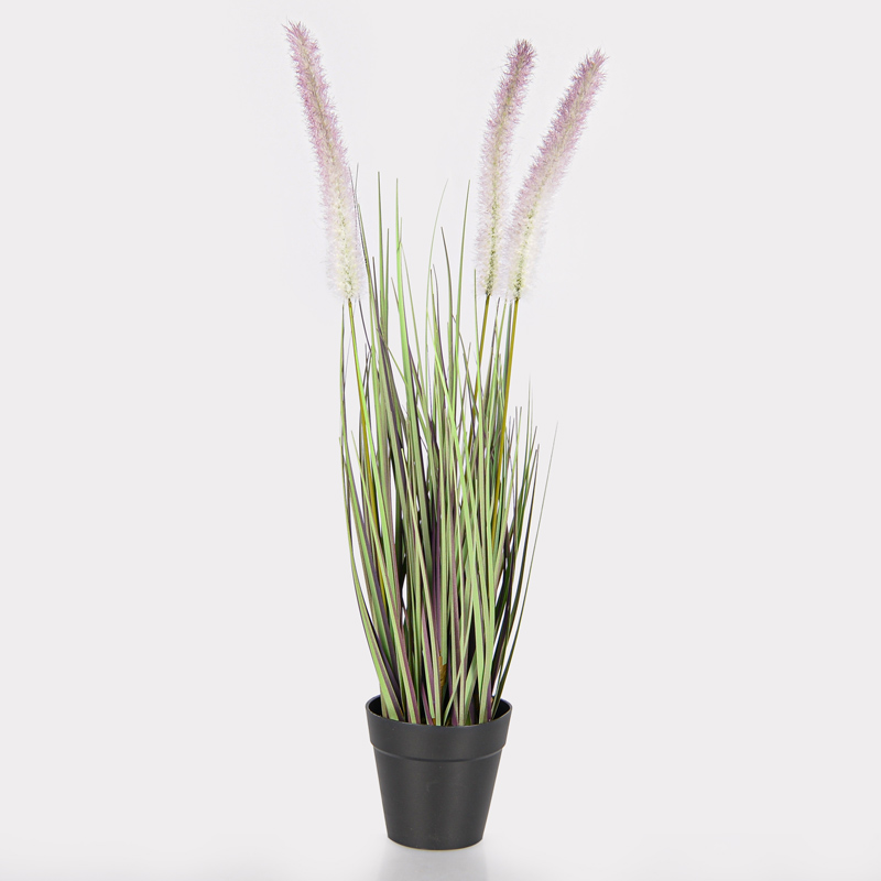 Graminées de pennisetum en pot