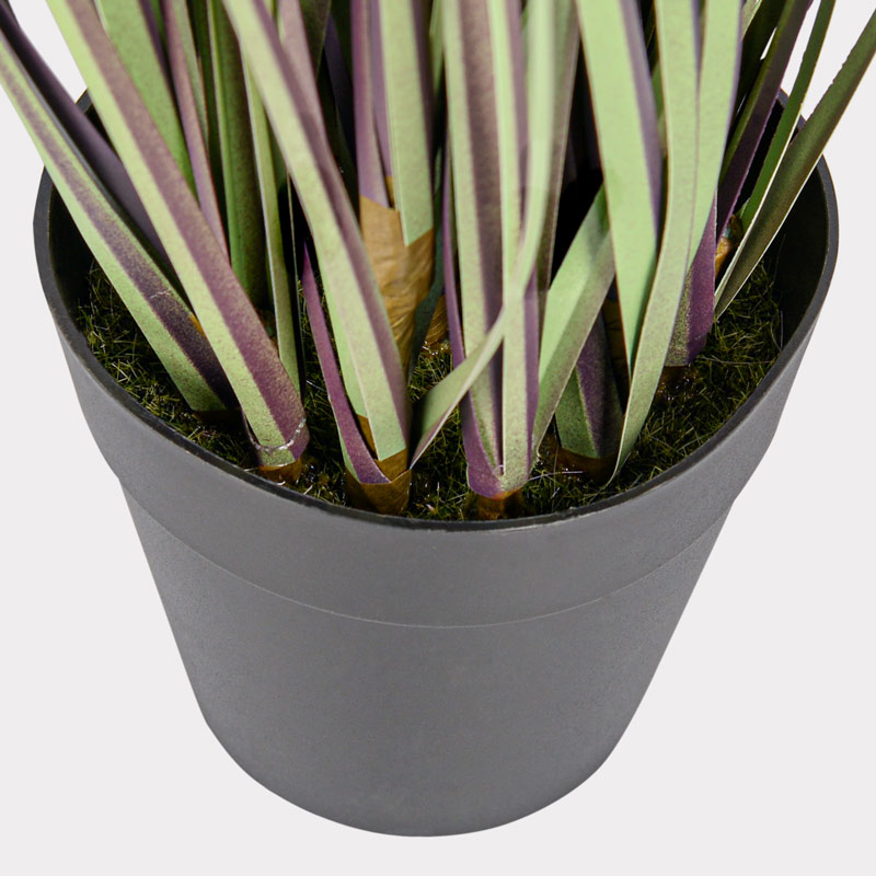 Graminées de pennisetum en pot