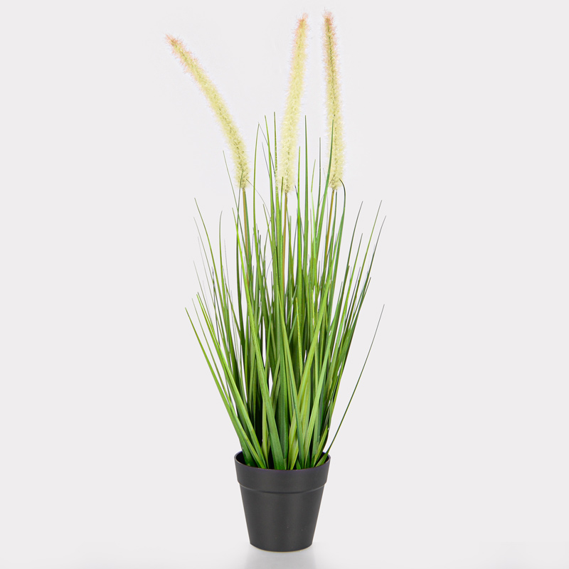 Graminées de pennisetum en pot