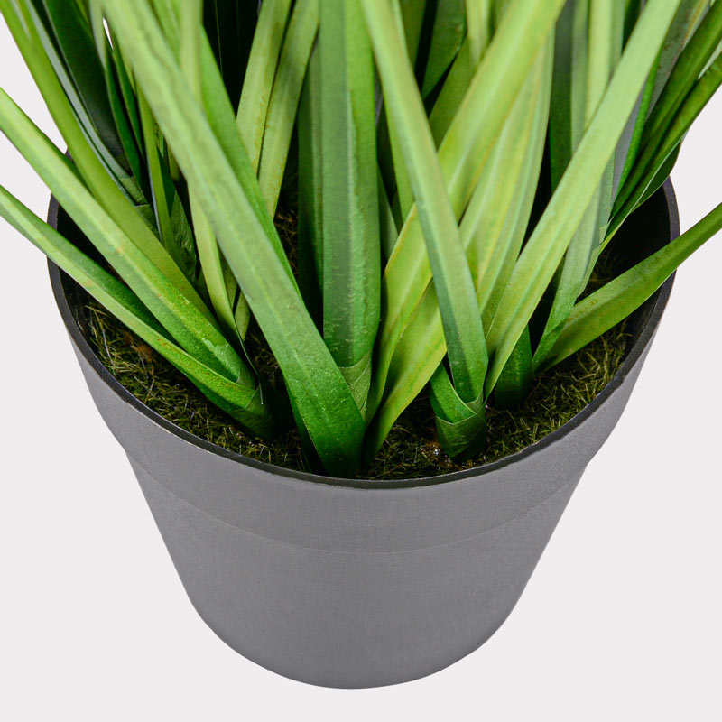 Graminées de pennisetum en pot