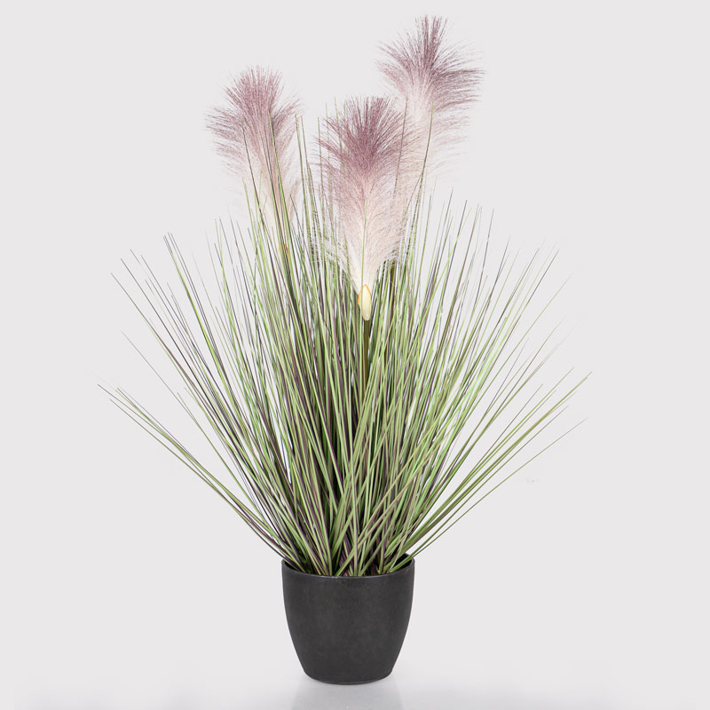 Graminées de cortaderia en pot