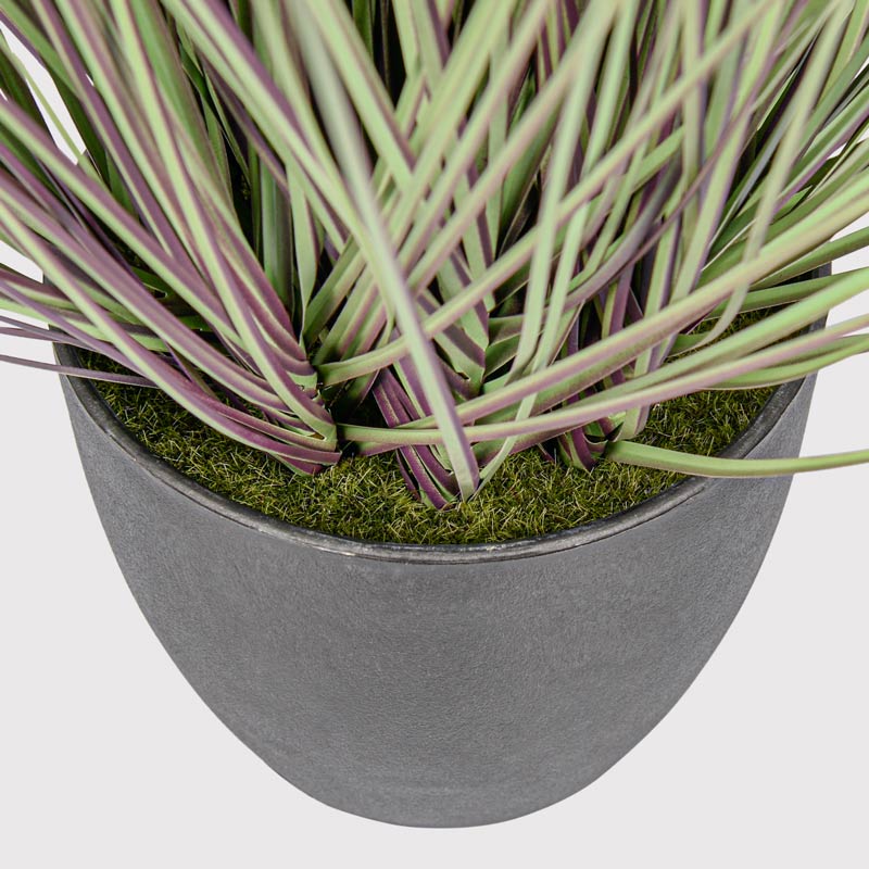 Graminées de cortaderia en pot