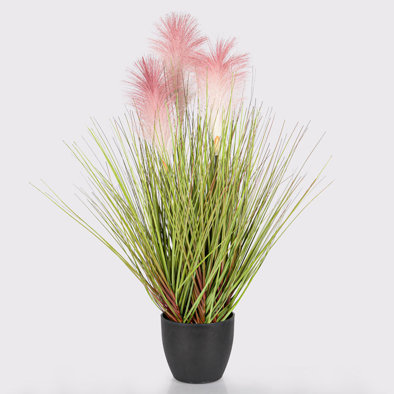 Graminées de cortaderia en pot