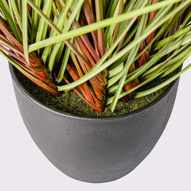 Graminées de cortaderia en pot