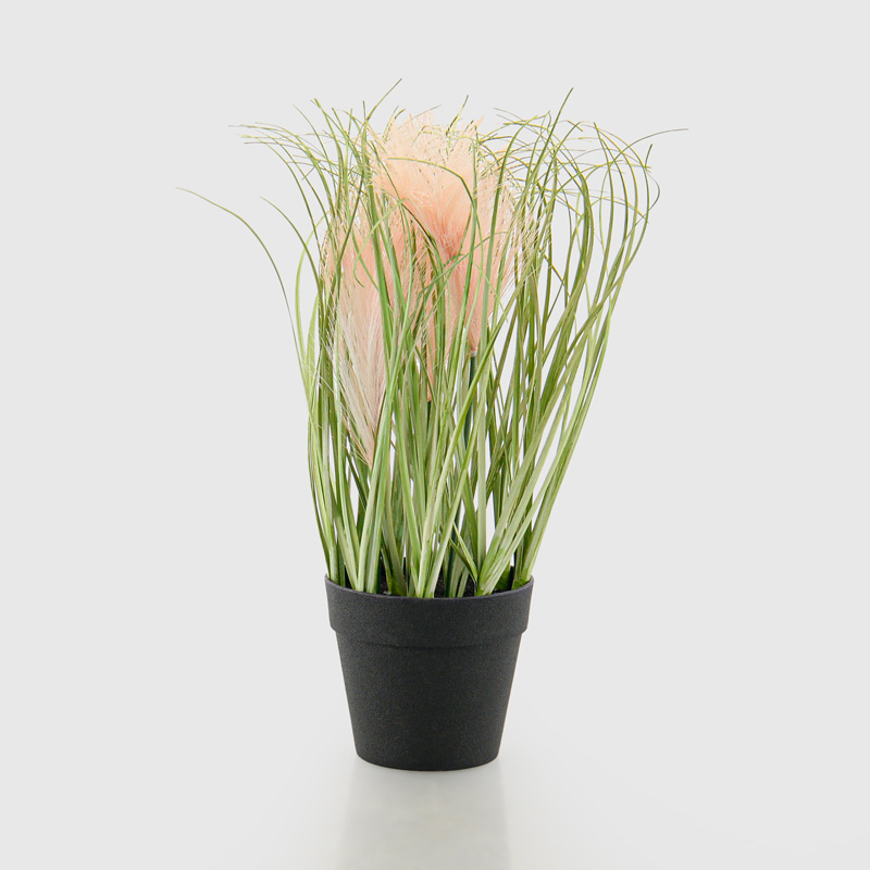 Herbes de la pampa en pot