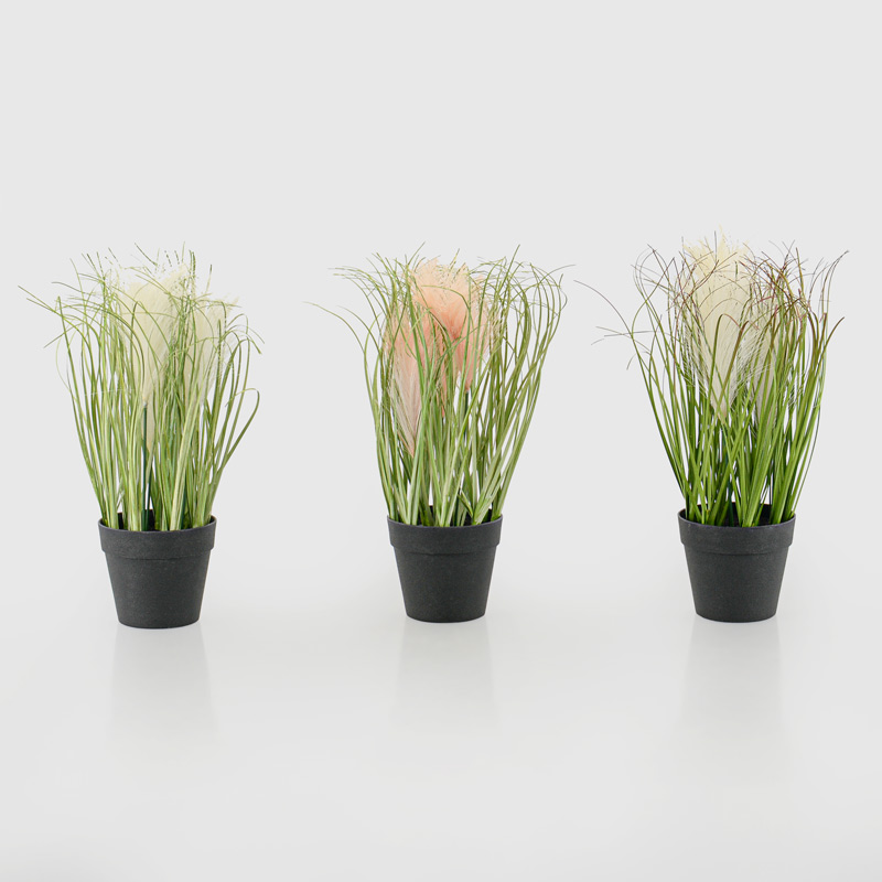 Herbes de la pampa en pot
