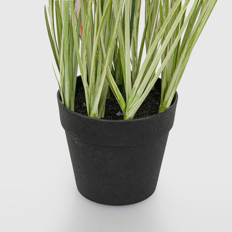 Herbes de la pampa en pot