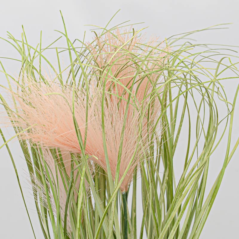 Herbes de la pampa en pot