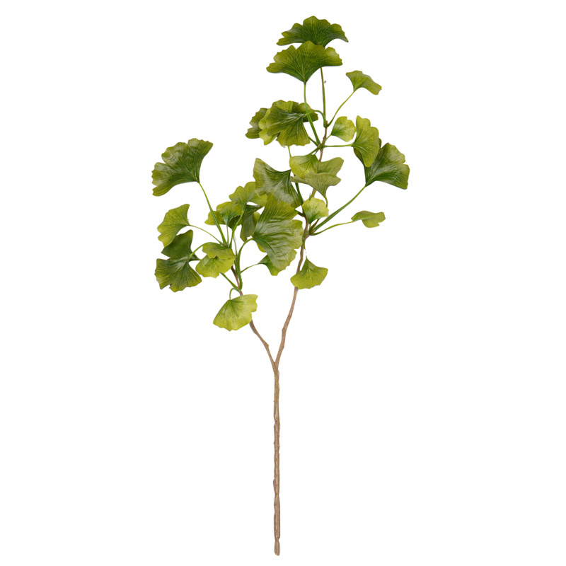 Branche de Ginkco verte