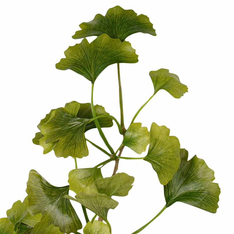Branche de Ginkco verte
