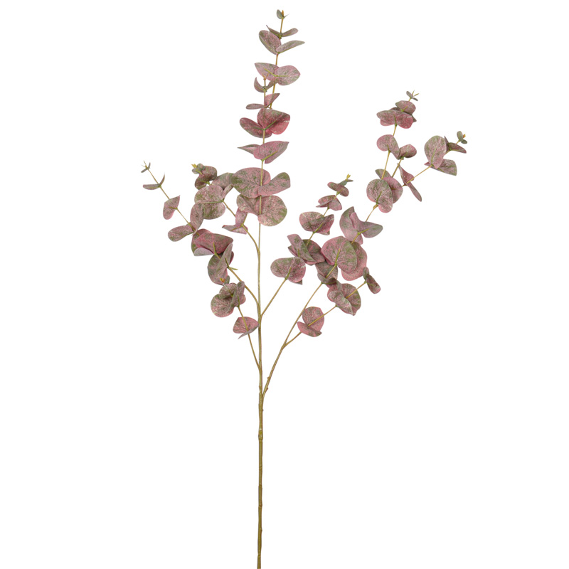 Branche d'Eucalyptus