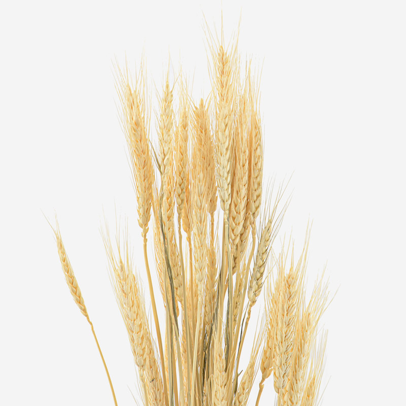 Bouquet d'épis de blé