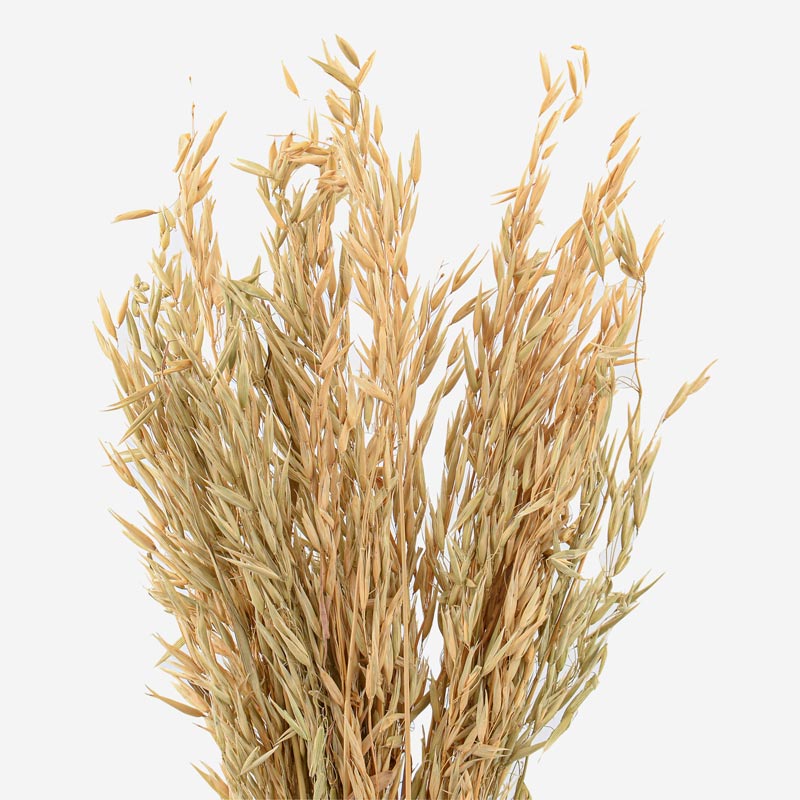 Bouquet d'avoine