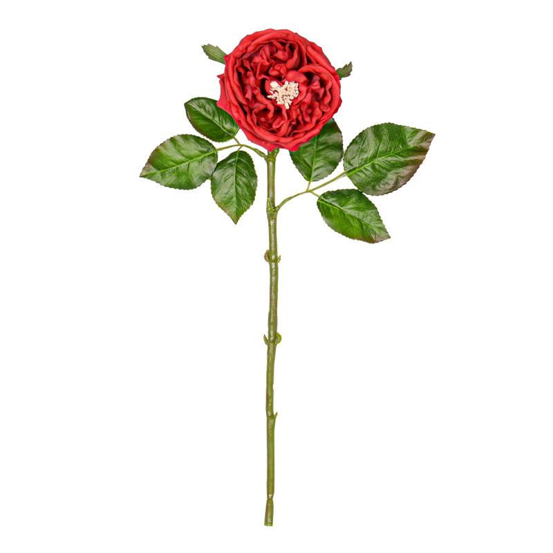 Rose ouverte