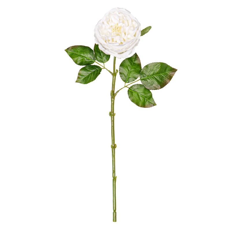 Rose ouverte