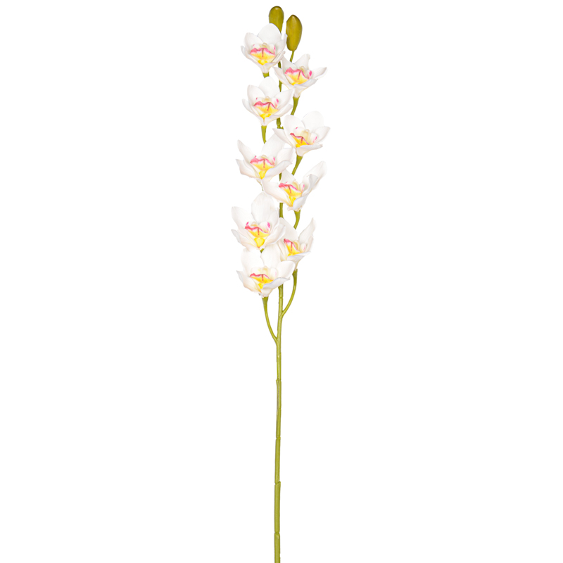Branche d'orchidée 'Cymbidium' 