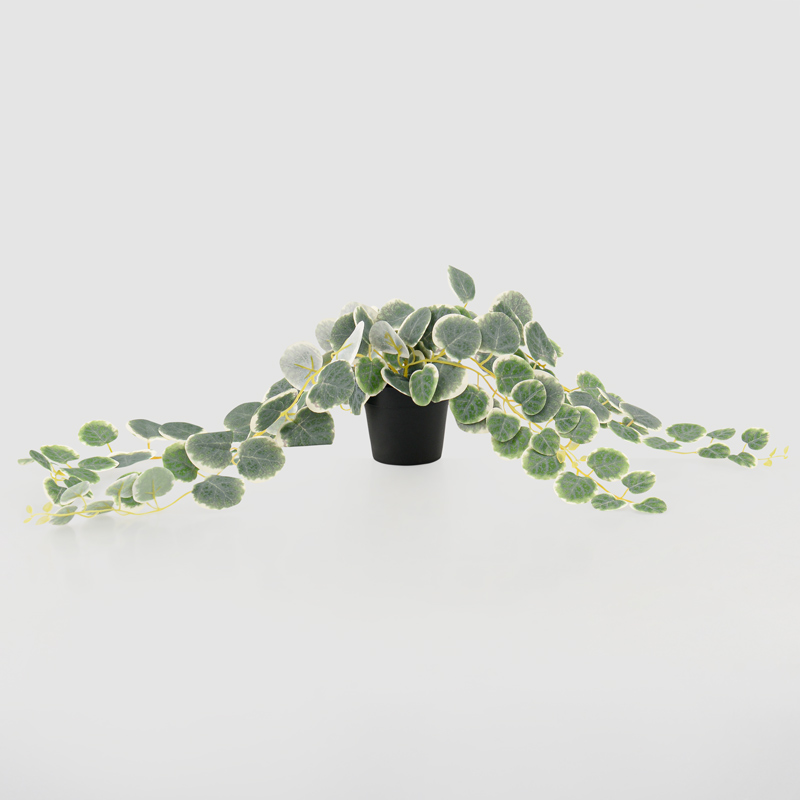 Sygonium en pot 