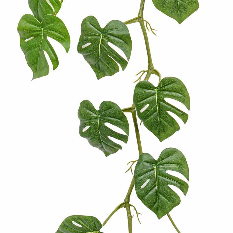 Guirlande de 'Monstera Philo' verte