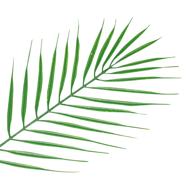Feuille de palmier 'Areca'