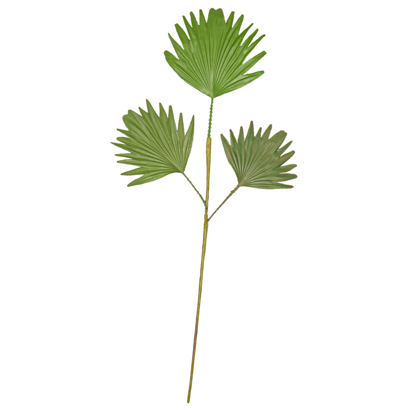 Feuille de palmier 'Fan'