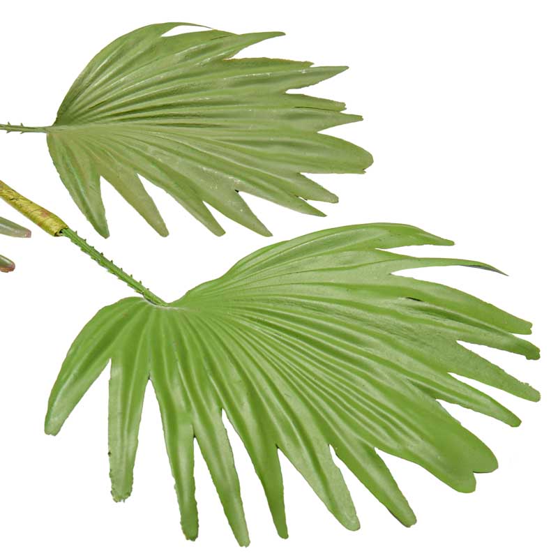 Feuille de palmier 'Fan'