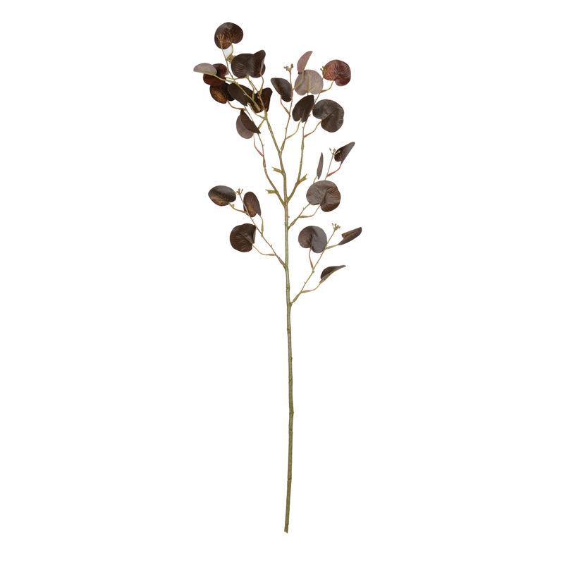 Branche d'eucalyptus 