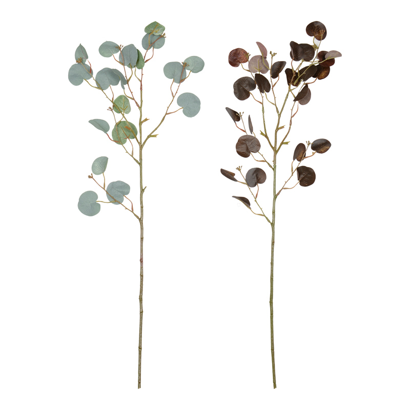 Branche d'eucalyptus 