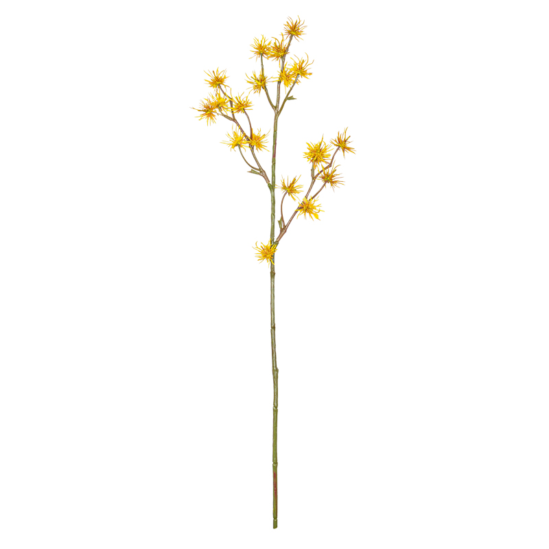 Branche d'hamamélis 'Coeur d'Automne' 