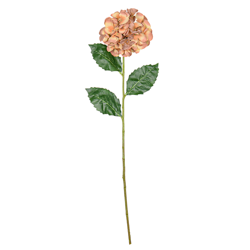 Tige d'hortensia 'Coeur d'Automne'
