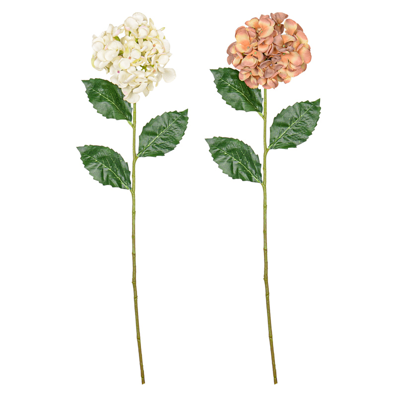 Tige d'hortensia 'Coeur d'Automne'