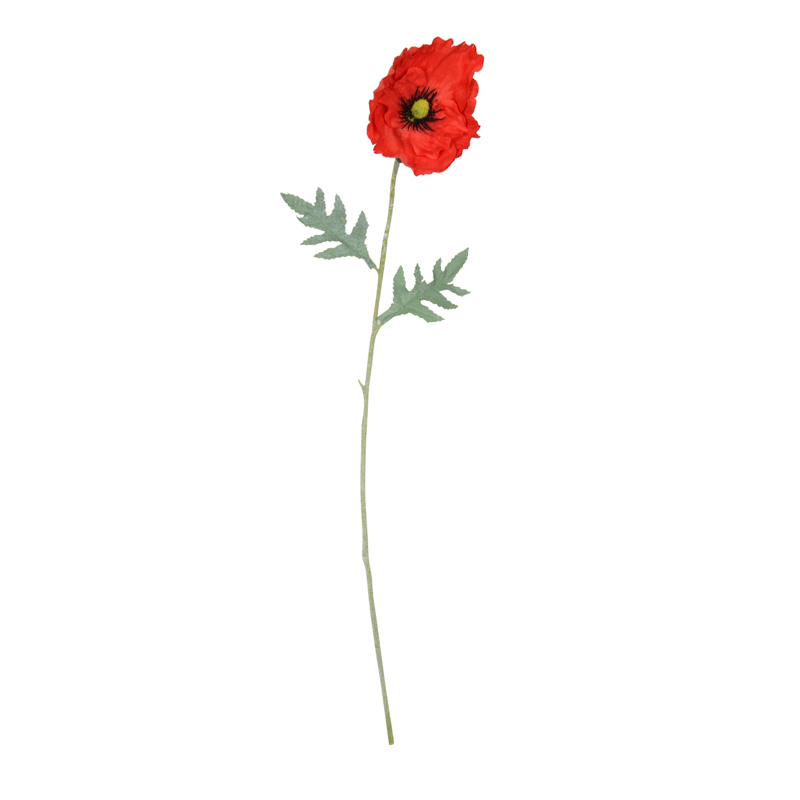 Tige de coquelicot 