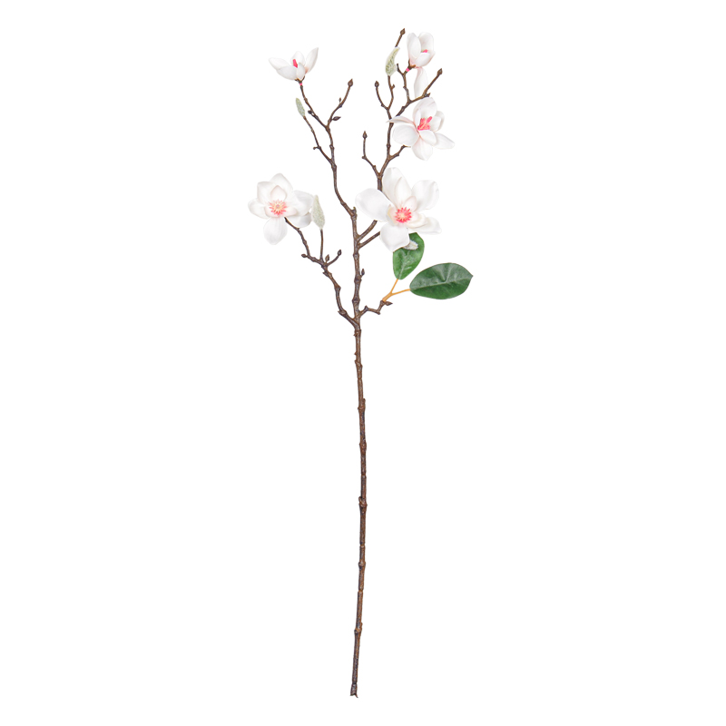 Branche de magnolia 