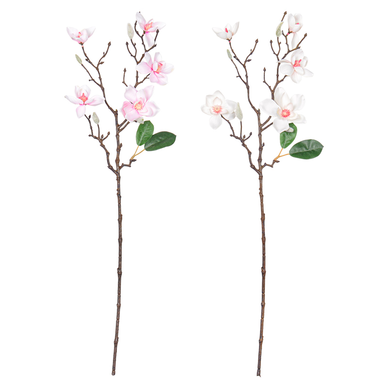 Branche de magnolia 