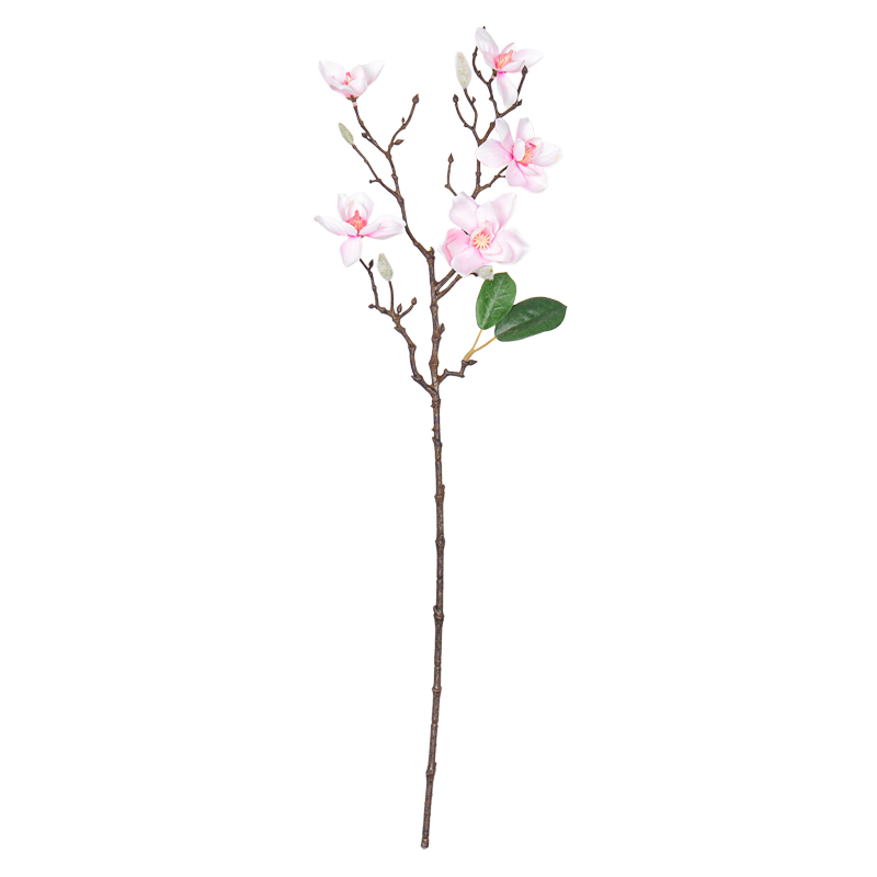 Branche de magnolia 