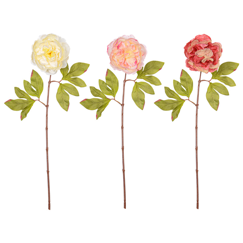 Tige de pivoine rose 