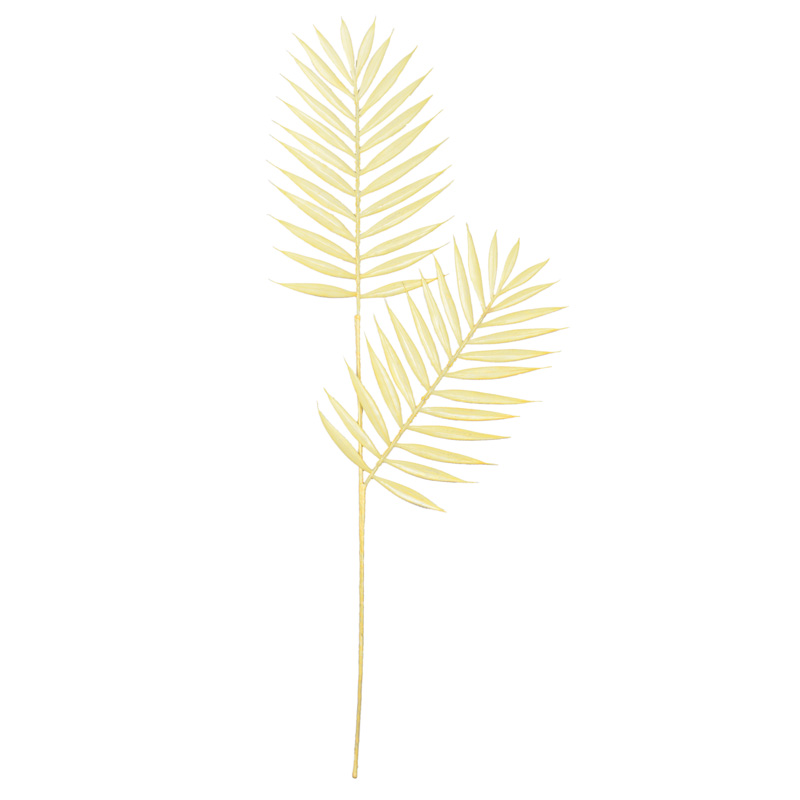 Feuille de palmier 'Areca' 