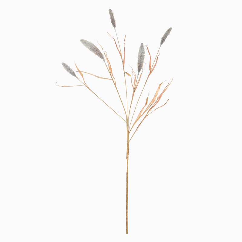 Branche de lagurus 'Coeur d'Automne'