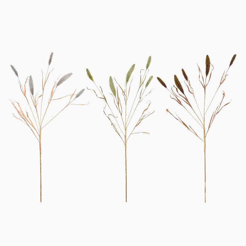 Branche de lagurus 'Coeur d'Automne'