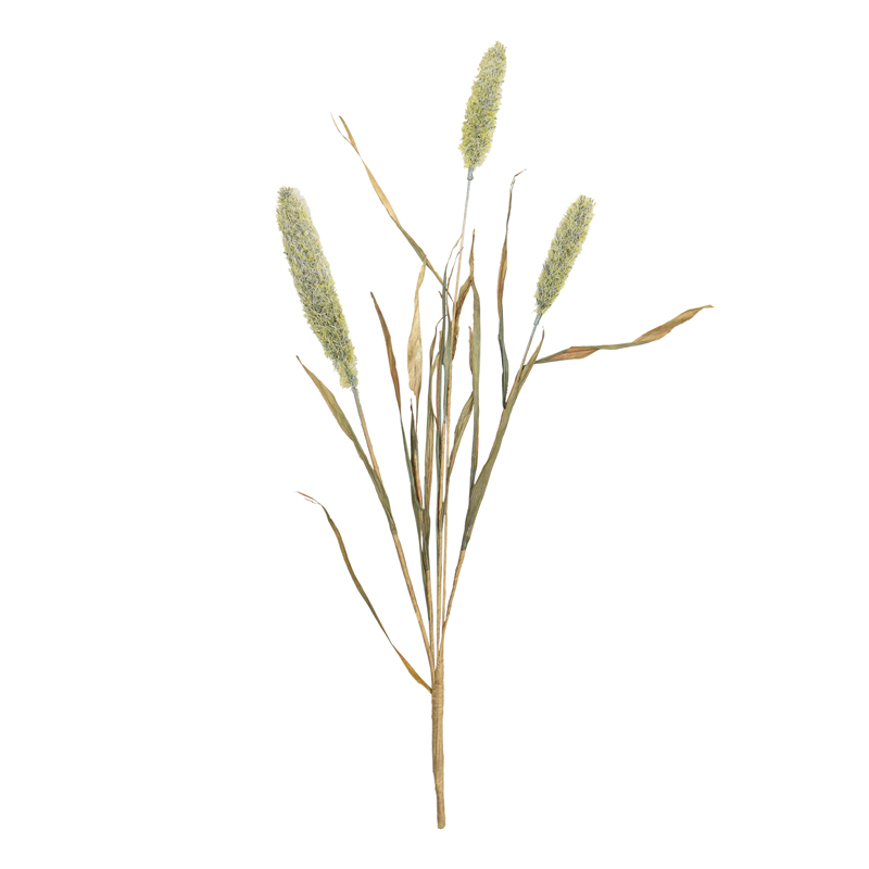 Branche de lagurus 'Coeur d'Automne'