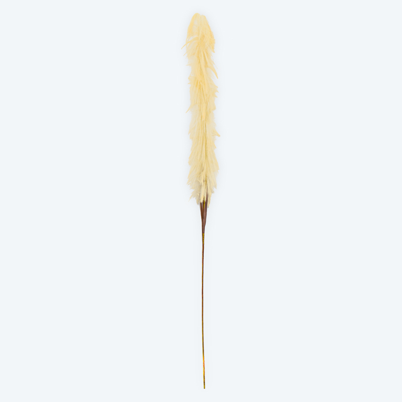Tige de roseau commun couleur crème 