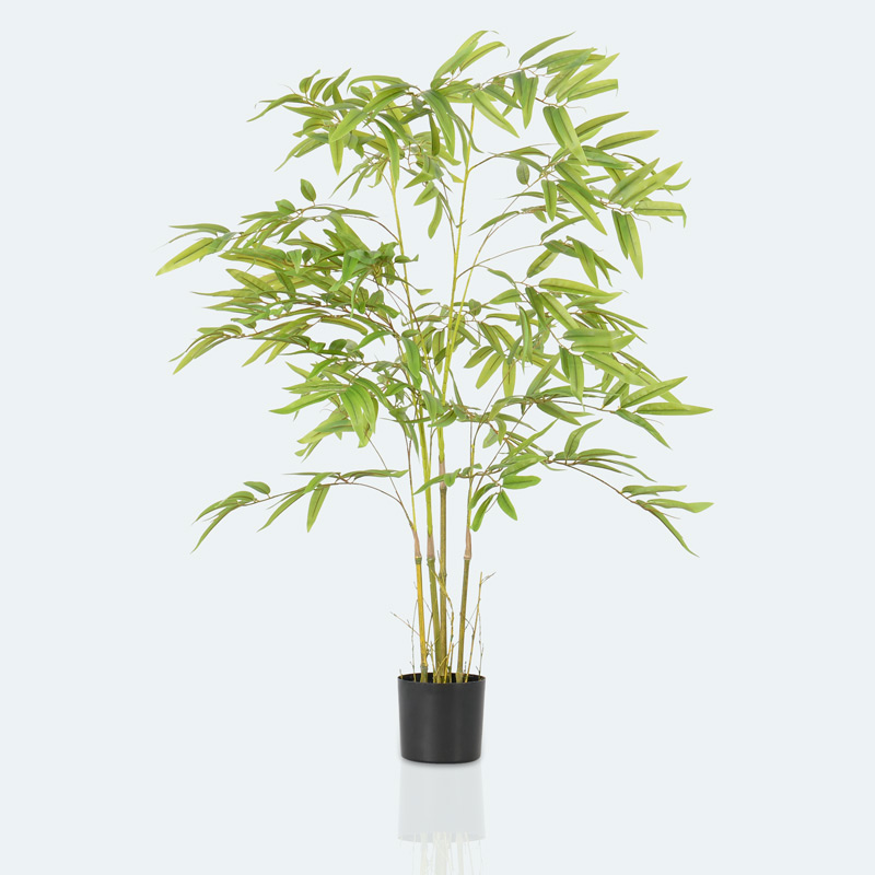 Bambou japonais en pot