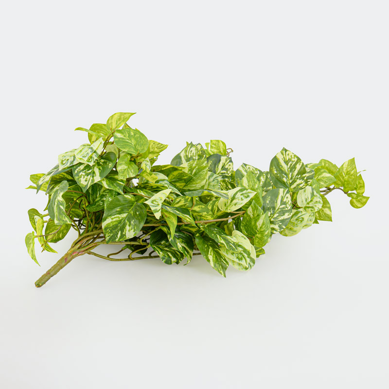 Chute de pothos vert et blanc 