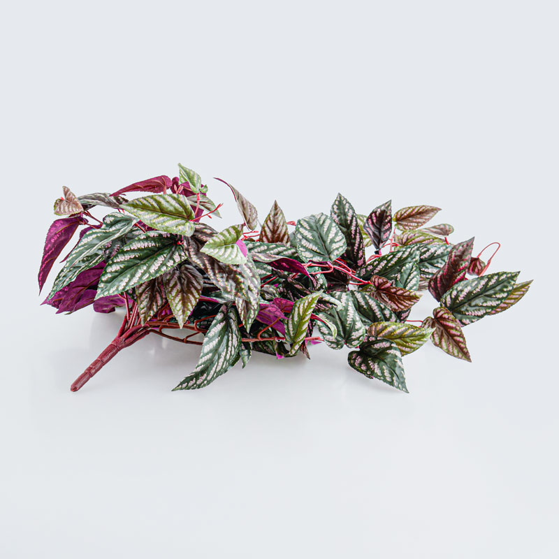 Branche de cissus rhombifolia vert et rouge 